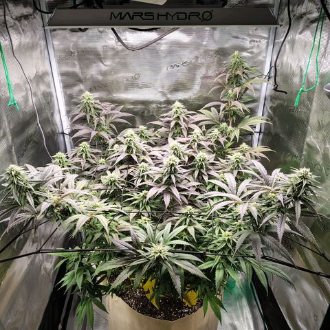 Gertrude growlog timeline photo