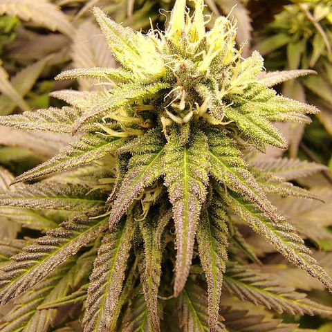 Gertrude growlog timeline photo