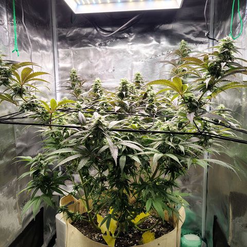 Gertrude growlog timeline photo