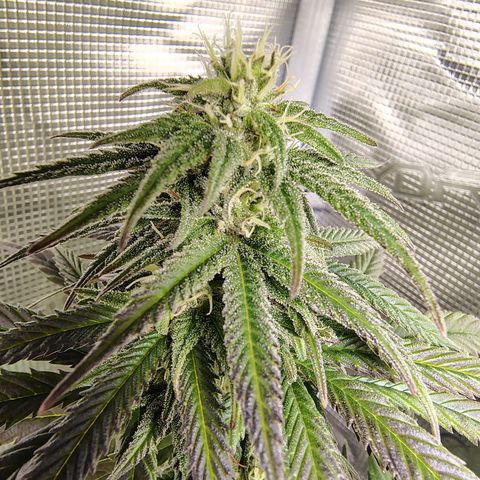 Gertrude growlog timeline photo