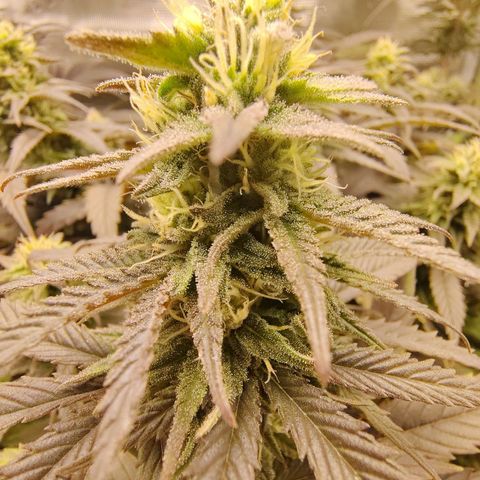 Gertrude growlog timeline photo