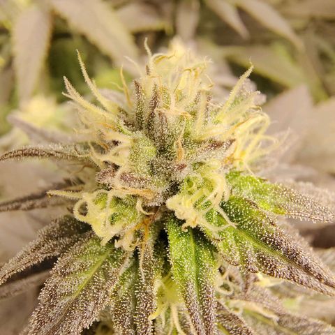 Gertrude growlog timeline photo
