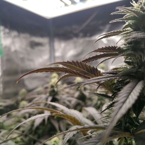 Gertrude growlog timeline photo