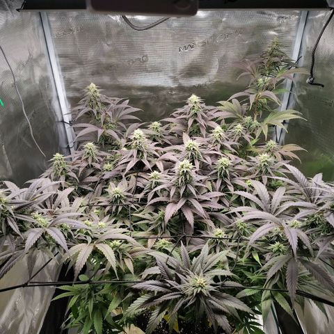Gertrude growlog timeline photo
