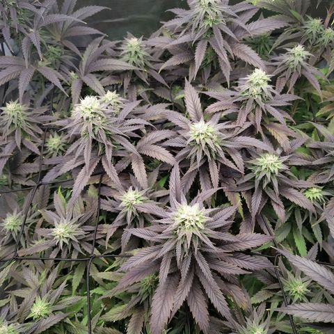 Gertrude growlog timeline photo