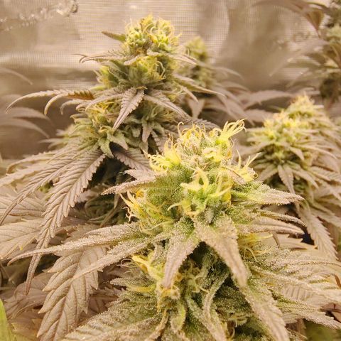 Gertrude growlog timeline photo