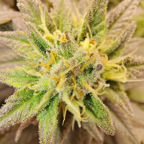 Gertrude growlog timeline photo