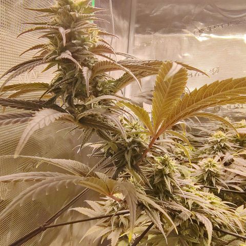 Gertrude growlog timeline photo