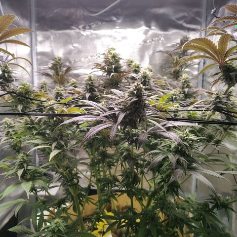 Gertrude growlog timeline photo