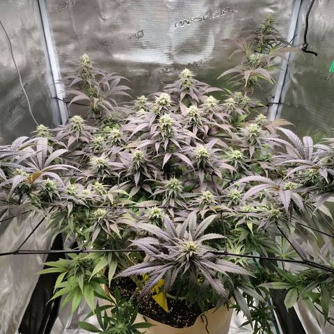 Gertrude growlog timeline photo