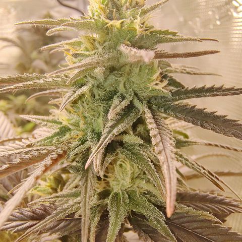 Gertrude growlog timeline photo