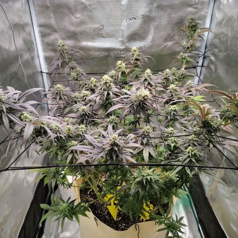 Gertrude growlog timeline photo