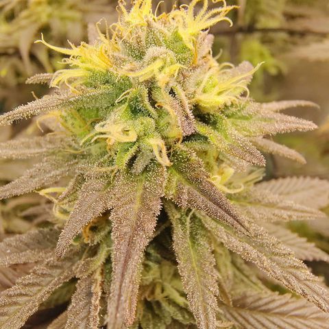 Gertrude growlog timeline photo