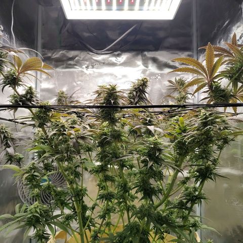 Gertrude growlog timeline photo