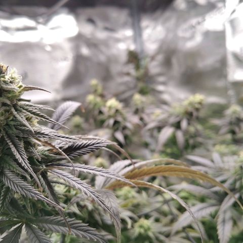Gertrude growlog timeline photo