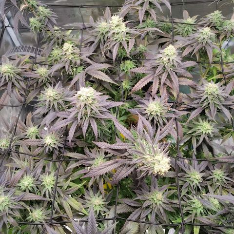 Gertrude growlog timeline photo