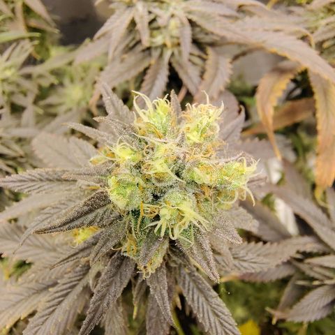 Gertrude growlog timeline photo