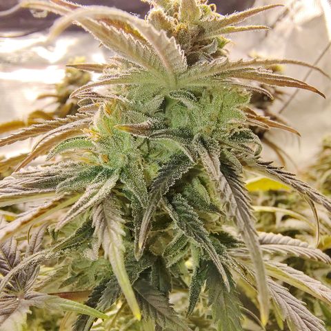 Gertrude growlog timeline photo