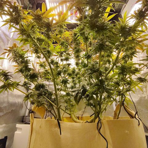 Gertrude growlog timeline photo