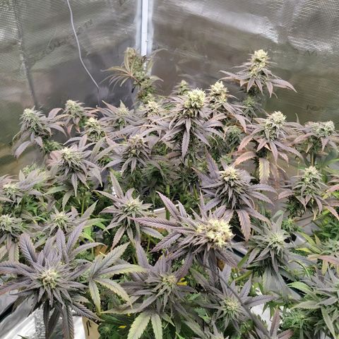 Gertrude growlog timeline photo