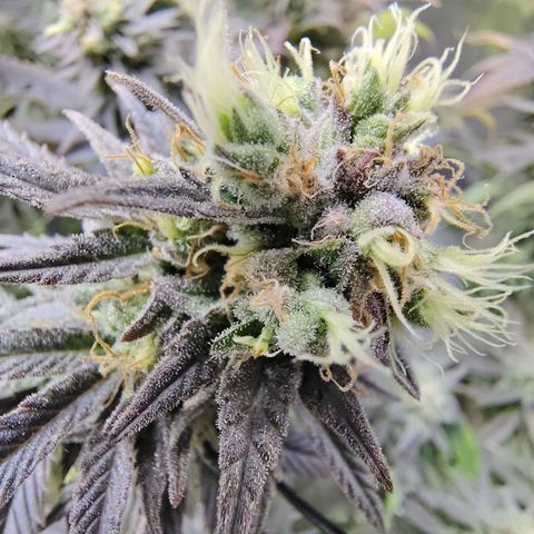 Gertrude growlog timeline photo