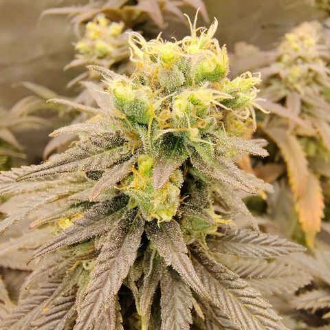Gertrude growlog timeline photo