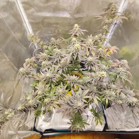 Gertrude growlog timeline photo