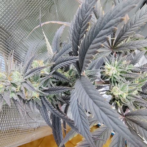 Gertrude growlog timeline photo