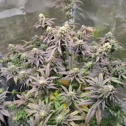 Gertrude growlog timeline photo