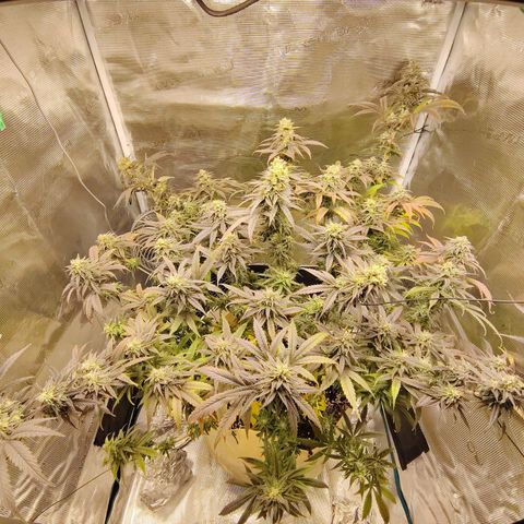 Gertrude growlog timeline photo