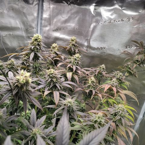 Gertrude growlog timeline photo