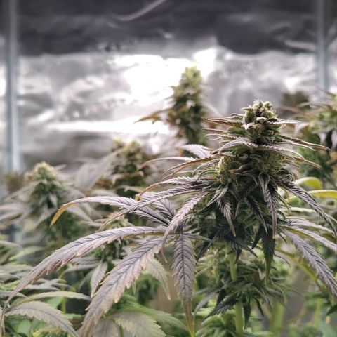 Gertrude growlog timeline photo