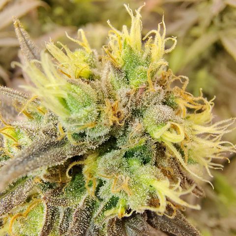 Gertrude growlog timeline photo