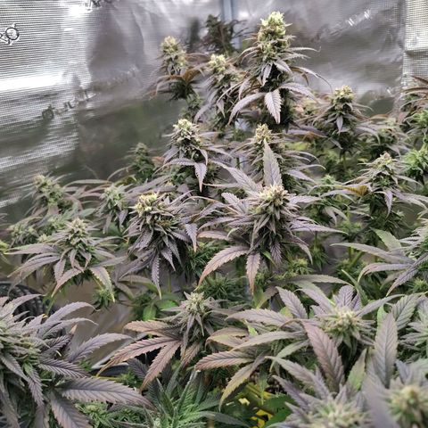 Gertrude growlog timeline photo