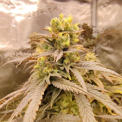 Gertrude growlog timeline photo