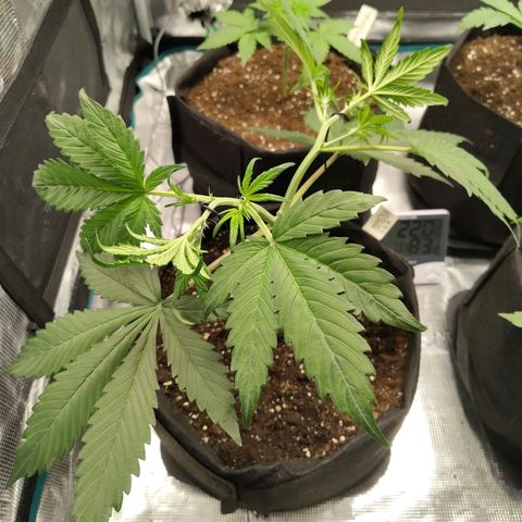 Mimmo growlog timeline photo