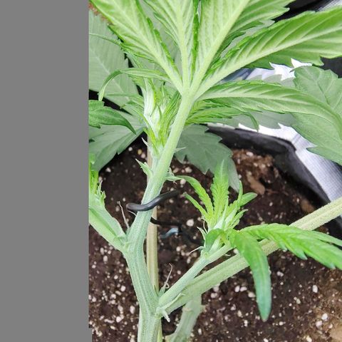Mimmo growlog timeline photo