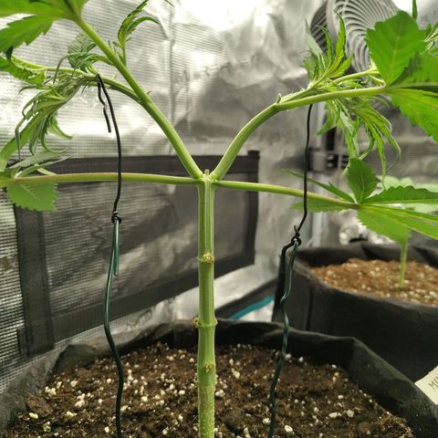 Mimmo growlog timeline photo