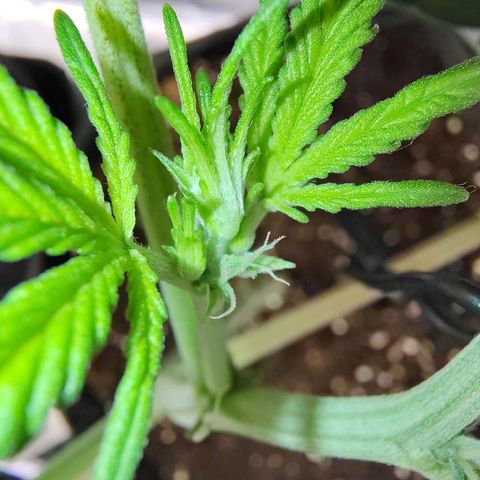 Mimmo growlog timeline photo