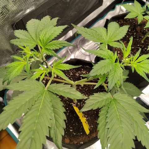 Mimmo growlog timeline photo