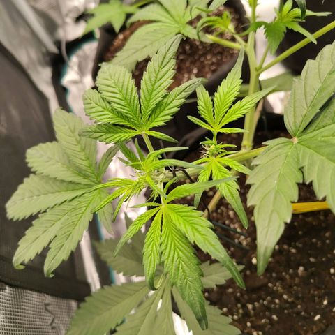 Mimmo growlog timeline photo