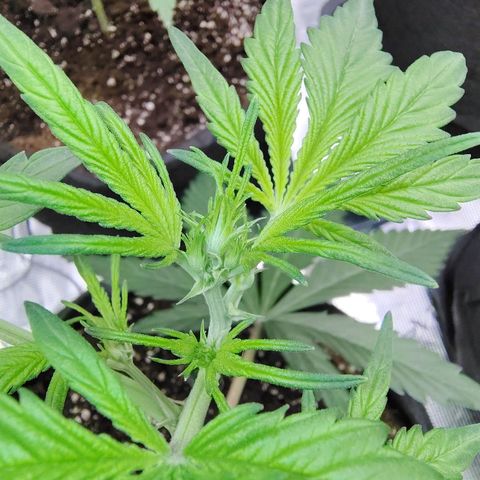 Mimmo growlog timeline photo