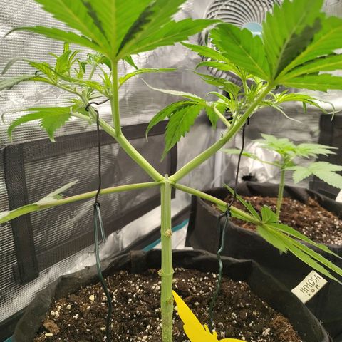 Mimmo growlog timeline photo
