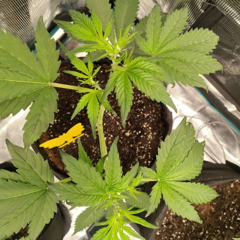 Mimmo growlog timeline photo