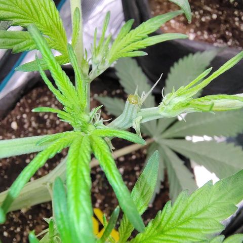 Mimmo growlog timeline photo