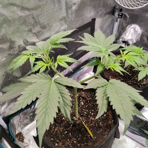 Mimmo growlog timeline photo