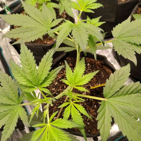 Mimmo growlog timeline photo