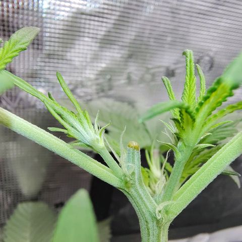 Mimmo growlog timeline photo