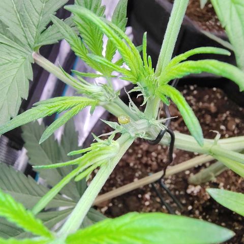 Mimmo growlog timeline photo