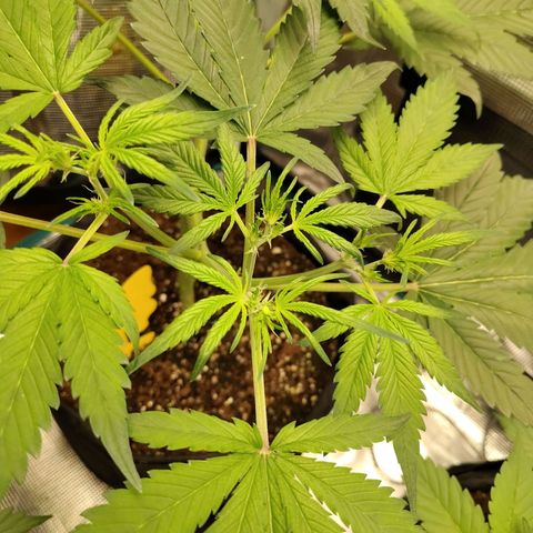 Mimmo growlog timeline photo